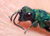 Chrysura radians